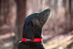 ノブルジャパン 犬用首輪(1インチ) レッド - 画像 (2)