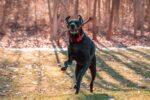 ノブル犬の首輪 (1.5 インチ) 赤 - 画像 (3)