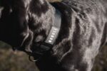 ノブル犬の首輪 (1.5 インチ) 黒 - 画像 (2)
