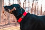 Nobull Japan 犬用首輪 (1.5インチ) レッド