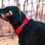 Nobull Japan 犬用首輪 (1.5インチ) レッド